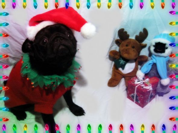 Spinoff: Your Pets During the Holidays :  wedding pet holiday pets during holiday season Christmaspug