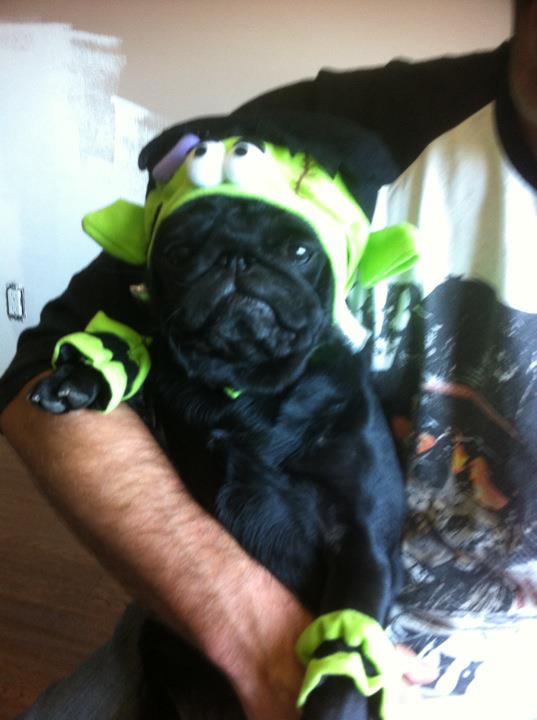 Post a pic of your pet in a halloween costume :  wedding pets Frankenstein