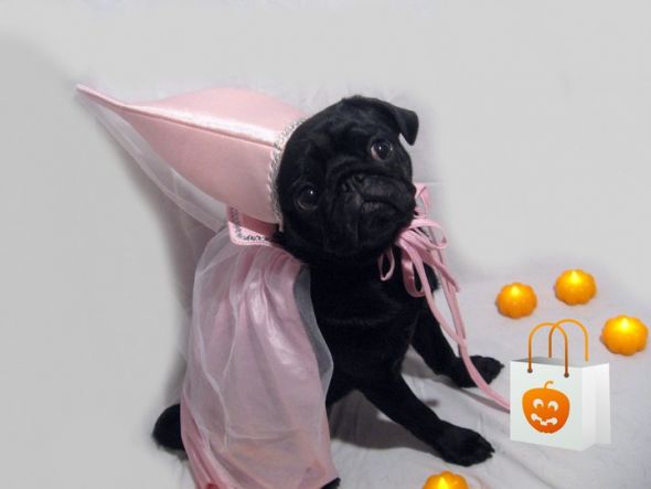 Post a pic of your pet in a halloween costume :  wedding pets Princess