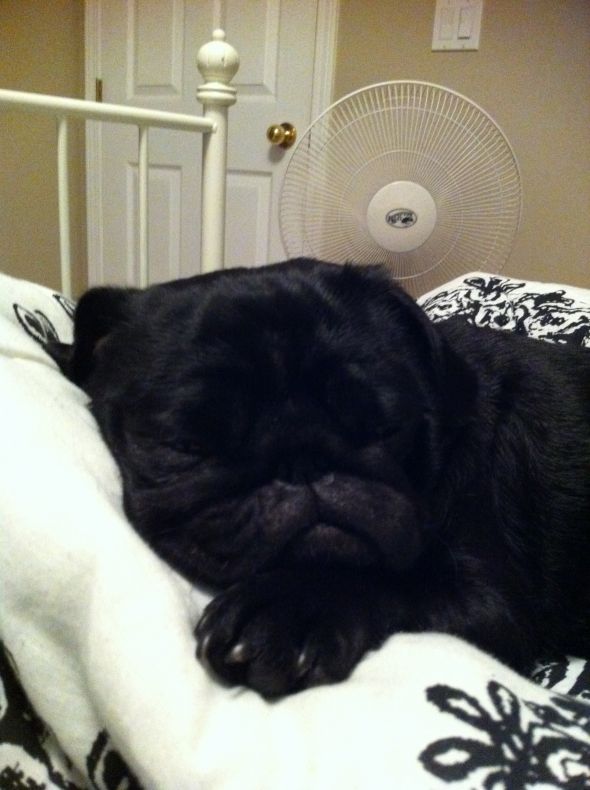 New Pug puppy Pics! Feel free to post your animals as well :) :  wedding Wednesdaysleepy