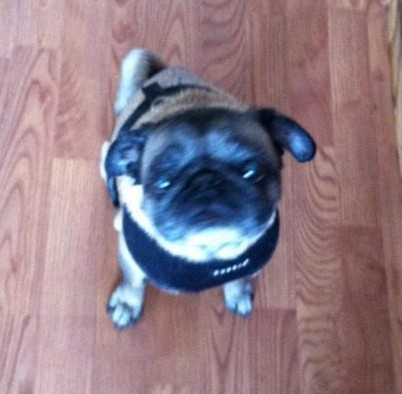 Meet Gizmo! :  wedding pug dog rescue first dog Gizmo 1