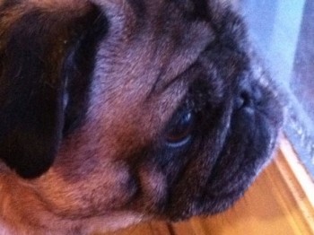 Meet Gizmo! :  wedding pug dog rescue first dog Gizmo 2