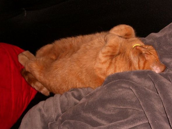 Cool Original Names of your pets!? : wedding 154659 128894197171161 100001517444824 173592 4608053 N