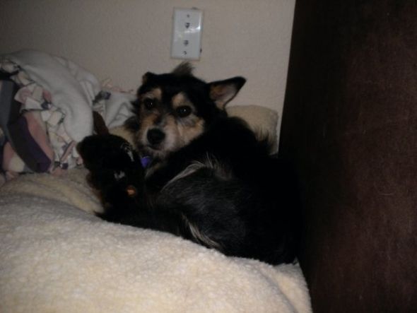 Show me your doggies! :  wedding dogs cute Ollie3