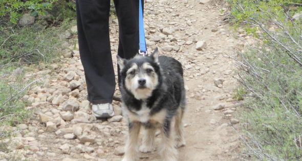 Show me your doggies! :  wedding dogs cute Ollieagain