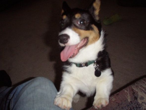 Gratuitous Pet Picture Thread :  wedding CrazyTilly