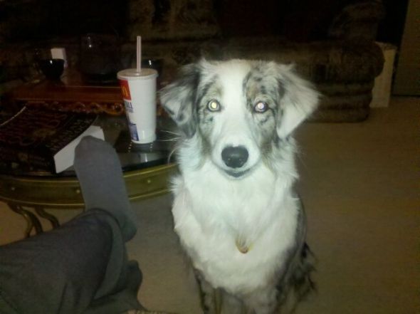 Gratuitous Pet Picture Thread :  wedding Laboon