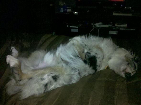 Cute overload!!  Post your sleepy puppy/kitten pics! :  wedding Sleepybooboo