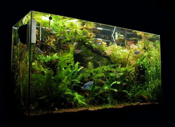 No babies for us = lots of babies for our fishes! : wedding fish aquarium Aquarium