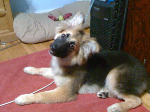 German Shepherd Puppy :  wedding puppy german shepherd IMG 0391