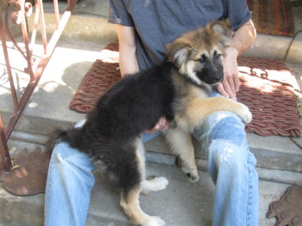 German Shepherd Puppy :  wedding puppy german shepherd Full Pup