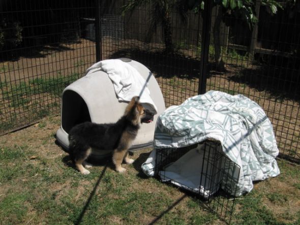 German Shepherd Puppy :  wedding puppy german shepherd Kennel