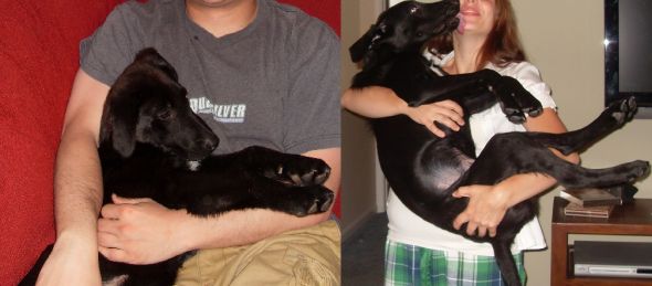 Puppies!!!! : wedding puppies Before And After