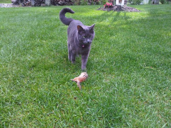 Cat owners? I need advice.... :  wedding IMG00105 20100616 0836