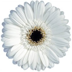 White+daisy+flower+pictures