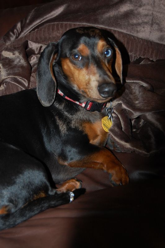 Show me your pictures of your pets with your rings? :  wedding pets ring photos DSC 0376