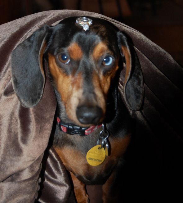 Show me your pictures of your pets with your rings? :  wedding pets ring photos DSC 0377