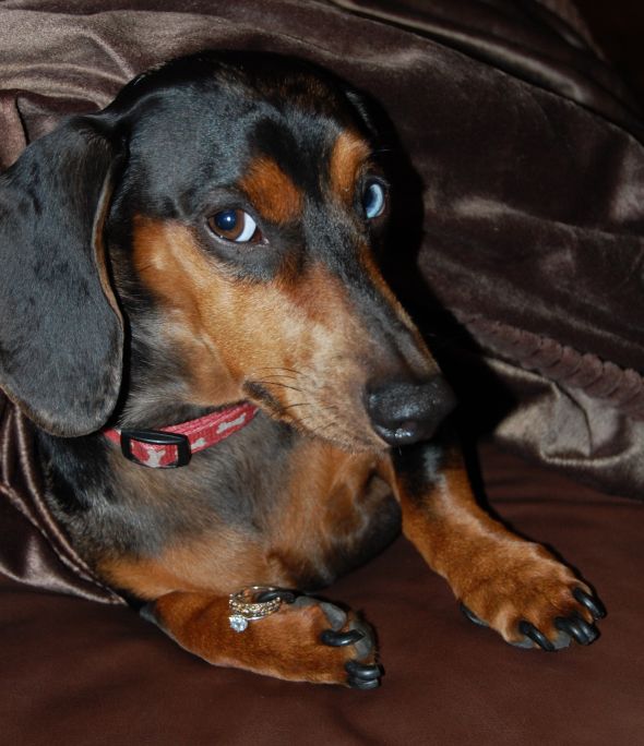Show me your pictures of your pets with your rings? :  wedding pets ring photos DSC 0380