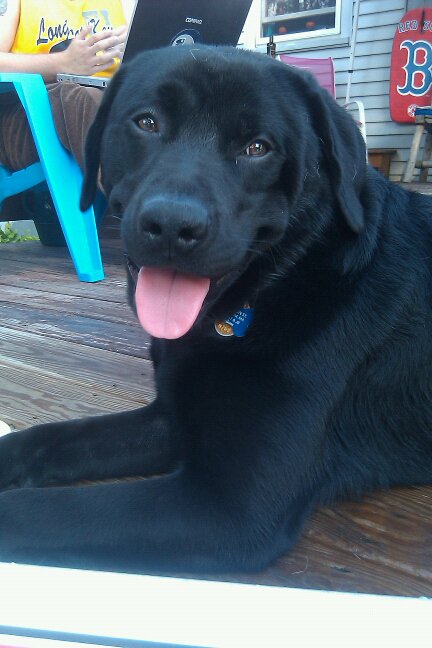 Post your pet pictures!! :  wedding 281498 638130379943 50203358 33556139 2065753 N