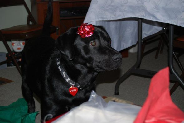 Post your pet pictures!! :  wedding 382873 686956187633 50203358 33899434 617163399 N