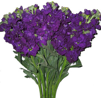Centerpiece help! :  wedding centerpiece reception decor flowers purple white black Stock Filler Purple