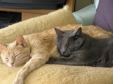This kitten matches my cat & I really want her! : wedding kitten Odiebuddysleeping