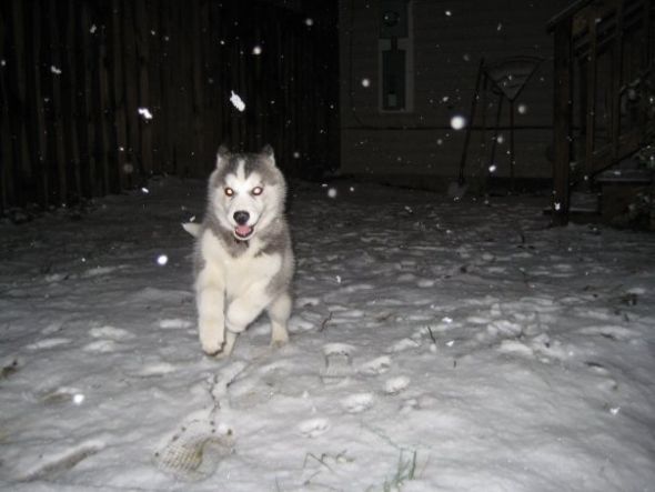 Puppies!!!! :  wedding puppies Juneau In The Snow