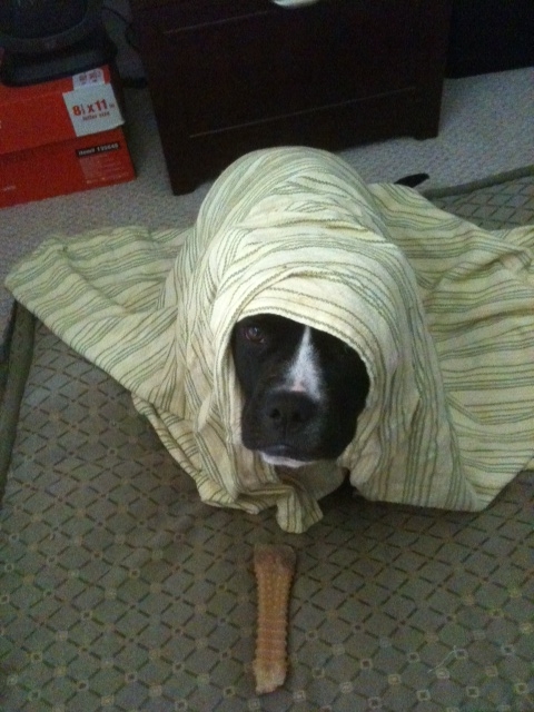 I love my dog... but he is dumb (post your funny pet pics) :  wedding Baileys Blanky1