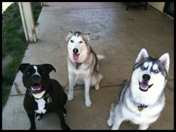 This is for all fur mom's out there! : wedding animals fur babies cats dogs Pup Butts