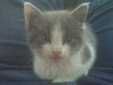 Gratuitous Pet Picture Thread :  wedding Download 1