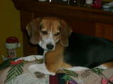 Getting a beagle/basset hound mix soon... show me pics of your beagle or basset! : wedding beagle puppy dog basset hound Th DSC01339