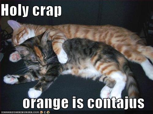 crazy orange cat