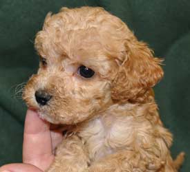 Name my new PUPPY!!!! : ) : wedding pupy names dog Cockapoo