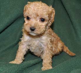 Name my new PUPPY!!!! : ) : wedding pupy names dog Cockapooo