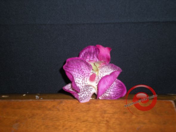 Loose orchid scatter 15 used to decorate cake table 