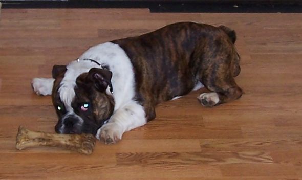 Gratuitous Pet Picture Thread :  wedding Copy Of Dozer 13