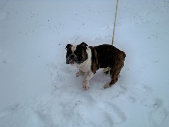 Gratuitous Pet Picture Thread :  wedding Let It Snow  ICE 001