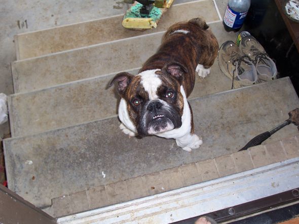 Smoosh face pets! :  wedding Dozer 34