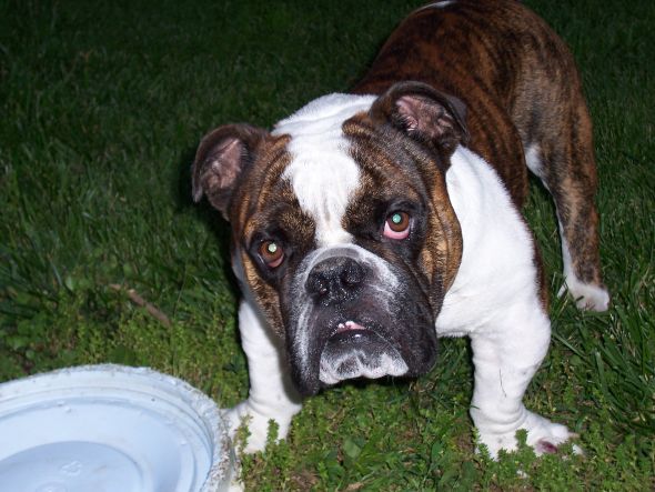 Gratuitous Pet Picture Thread :  wedding Dozer 65