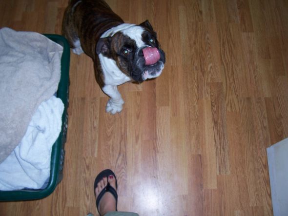 Gratuitous Pet Picture Thread :  wedding Dozer 69