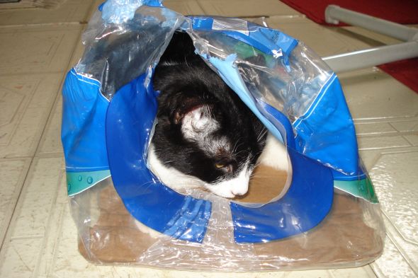 Cat owners? I need advice.... :  wedding 013 3