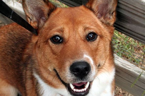 Corgi Owners - QUESTION : wedding 47b7ce27b3127cce98548ae8a93700000036100AaN2TVq1cNmIA