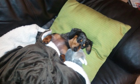 Dear Bees, do you have a dog that loves to snuggle? :  wedding dog that love to snuggle 2011 01 25 23.43.23small