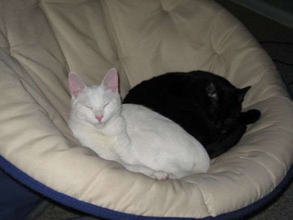 Am I Weird? I want our two cats in our engagemnt photos!!! :  wedding cats photos Nap Time
