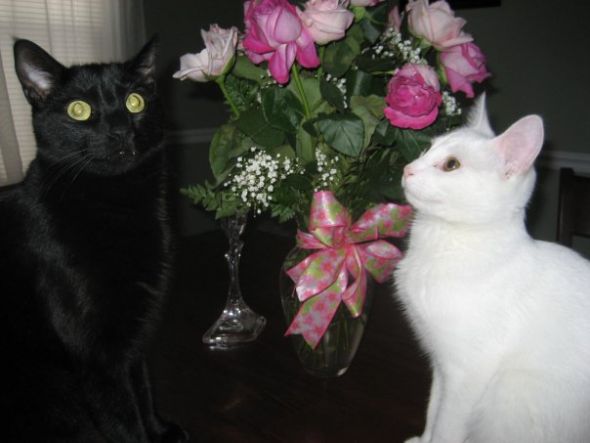 Am I Weird? I want our two cats in our engagemnt photos!!! :  wedding cats photos Ss4