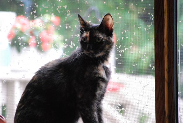 Post your pet pictures!! :  wedding DSC 1640