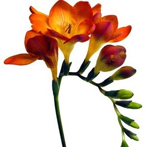November Brides-flowers? :  wedding november flowers Freesia