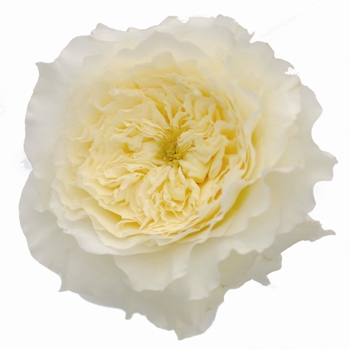 What do you think of the venue!?! :  wedding decor colors reception flowers venue Ivory Rose