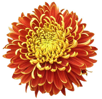 November Brides-flowers? :  wedding november flowers Mum
