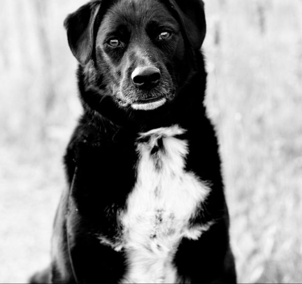 Pets....for better or for worse? : wedding Joey